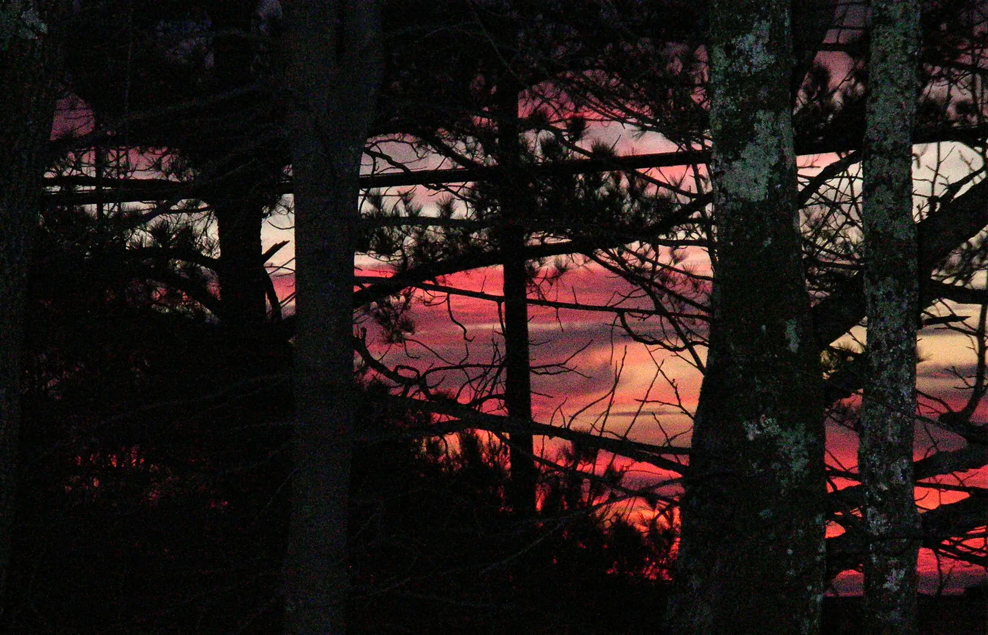Sunrise through the pines in the Bluff Park neighborhood of Hoover, home of the Bluff Park Art Show.