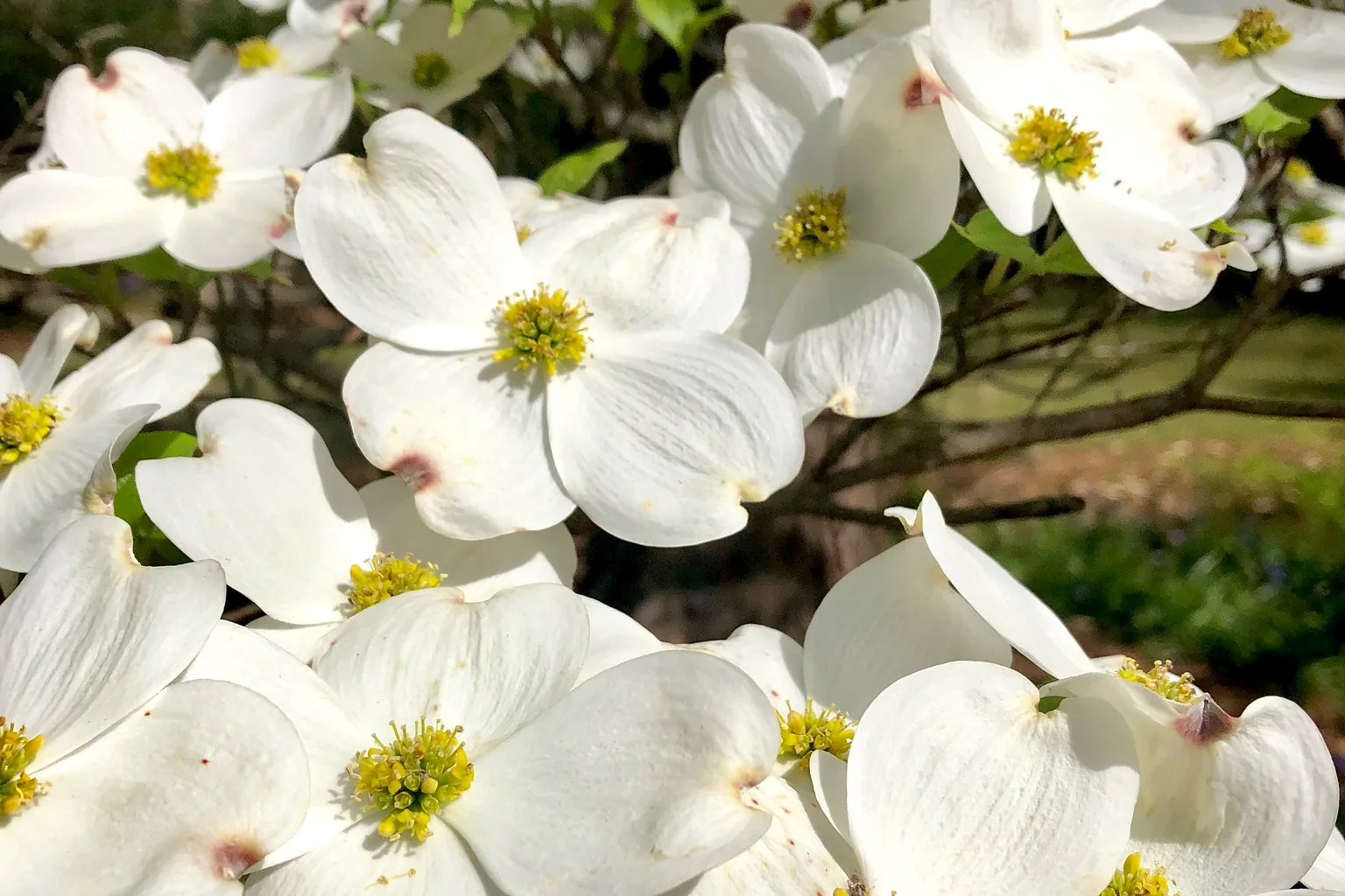 Dogwood blossoms in spring at Aldridge Gardens in Hoover.